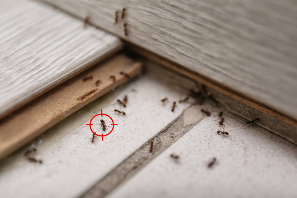Best Best Pest Control Companies  in Los Angeles, CA