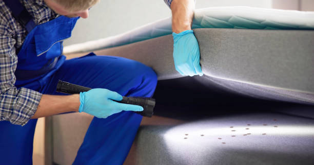 Flea Control Services in Los Angeles, CA