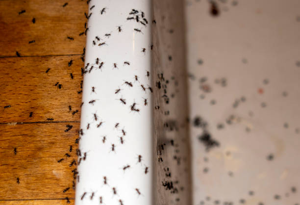 Best Pest Control Cost  in Los Angeles, CA