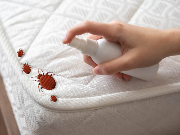 Best Ant Control Services  in Los Angeles, CA