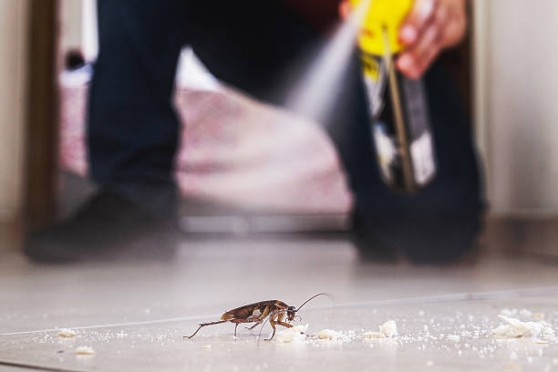 Best Local Pest Control Services  in Los Angeles, CA
