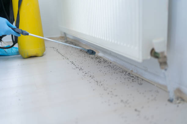 Best Affordable Pest Control Services  in Los Angeles, CA