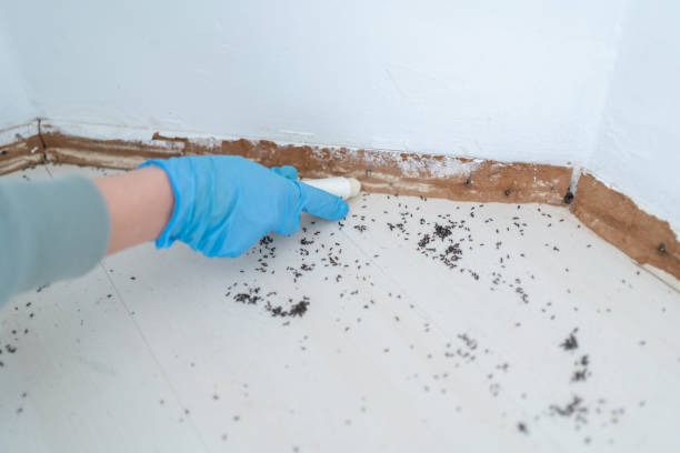 Best Rodent Control Near Me  in Los Angeles, CA